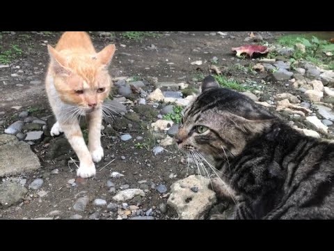 Kucing Berantem Rebutan Wilayah #kucing