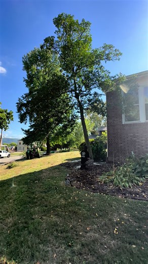 Would you just #look at it! Easy money!! If we climb your tree and rope it down piece by piece or we are able to notch it and drop it, rest assured we will get your trees down safe & efficiently all while costing the customer as least possible! #precision #fyp #fypシ #foryoupage