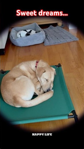 Bionic Dog Upgrades to Elevated Bed… Sleeps Immediately 🇫🇷🐶💤