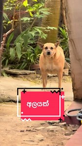 මම අලයක් 😅#fyp #dog #dogmeme