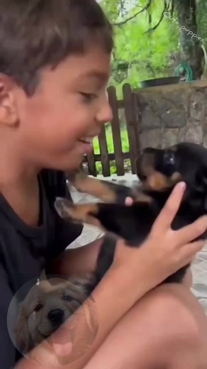Cute Puppies Compilation: Adorable Little Dogs & Puppies