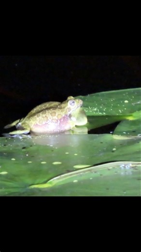 Barking Treefrogs Calling!