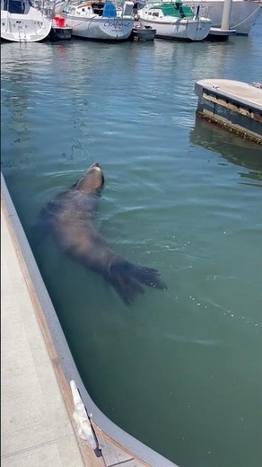 Harbor Seal Returns from a Swim — Dockside Behavior Up Close