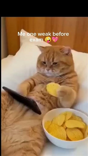 Average Exam Prep in 2026 🤡. #viral #shorts