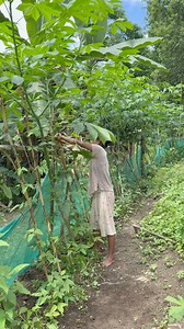 Cleaning Kitchen Garden #minivlog | Angkur Marak