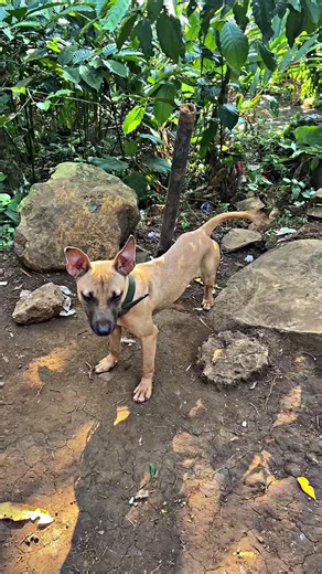 Unity Among Dogs: A Powerful Bond