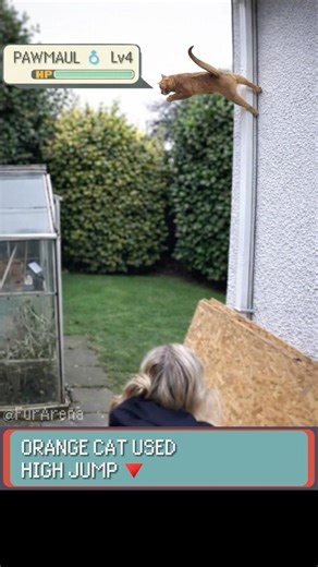 Orange Cat used High Jump in Pokemon! -FurArena #pokemon #irlpokemon #funnycats