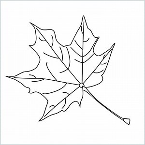 How To Draw A Fall Leaf Step by Step - [6 Easy Phase]