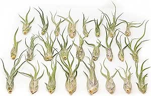 Tillandsia Caput Medusae Air Plants - Live Succulent House Plants - Available in Wholesale and Bulk - Home and Garden Decor - Easy Care Indoor/Outdoor Air Plant (Pack of 25)