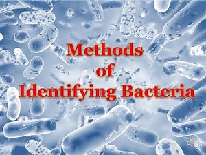 methods of identifying bacteria