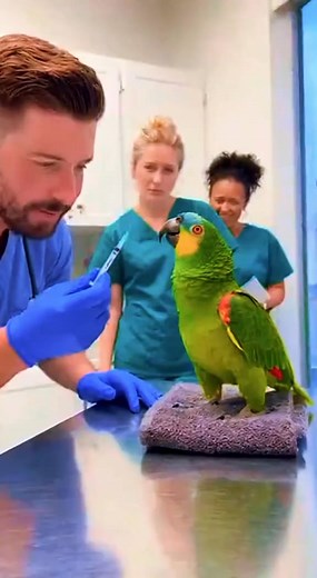 2.2K views · 11 reactions | Savage Parrot Roasts Vet in Front of Everyone  #petparrot #talkingparrots #parrotsoftiktok #funnyparrot #talkingparrot | Learningseries | Facebook