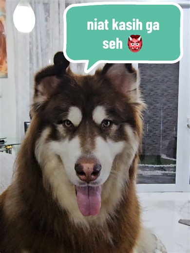 ada yang ga sabaran 😅 #kenrich_themalamute #alaskan #malamute #alaskanmalamute #redalaskanmalamute