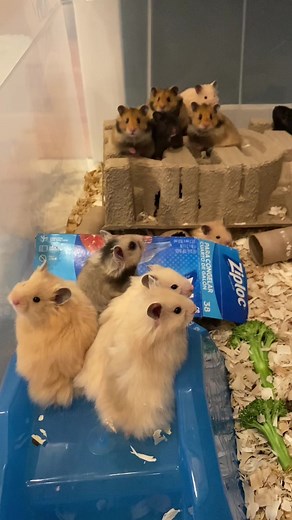 Adorable 5-Week-Old Hamster Pups Playtime in Playpen