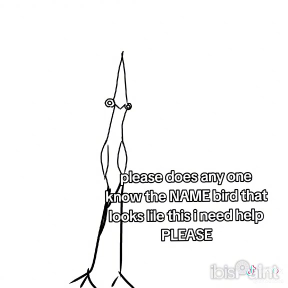 Identifying the Bittern Bird: A Guide to This Unique Species