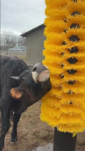 Baby Heathcliff discovers our new cow scratching post👀❤️ #cows #rescueanimals
