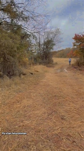 Full speed, amazing rabbits #irfanseggagadventure #anjingpemburutermahal #porbimarentensumbar #porbiindonesia #beaglehunting #dog #irfanfaturohman #hunting #foxhound #pemburu | Irfan Faturohman