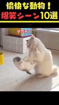 愉快な動物!爆笑シーン10選 Funny Animals! 10 Hilarious Scenes #おもしろ動物 #猫 #犬