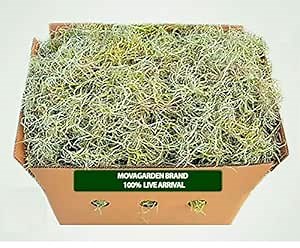 Spanish Moss, 2.6 Lbs Fresh Live Spanish Moss, Live Air Plant - Live Moss