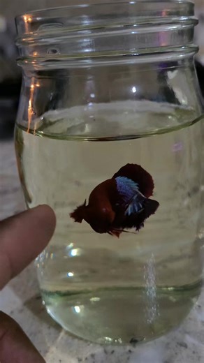 #hellboy #bettafish #betta #parati #fyp betta hellboy