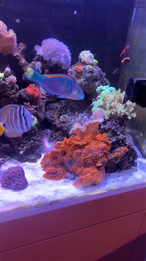 Parrot Fish Settling in the Reef Tank – Part 2