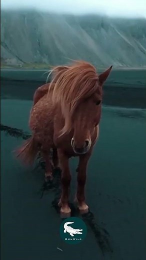 Icelandic Horse 🐎 The Viking’s Mighty Survivor