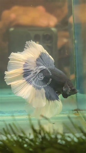 Blue Butterfly OHM Betta fish available 💙💙 #bettafish #exoticaquariumfish #betta #fish #aquarium