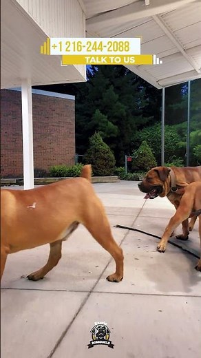 Three Boerboels, One Handler. How Confident Would You Be?