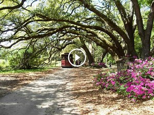 Charleston Tea Garden Discount Admission Tickets » TourPass®