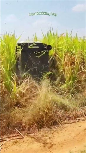 Harvesting sugar cane using a special machine