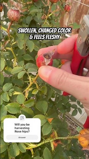Growing roses from seed step 1: gathering rose hips! #shorts #roses #roseseeds #rosehip