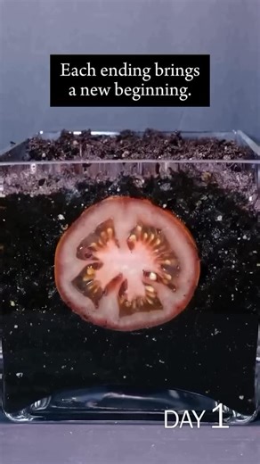 Transformation is a core element of reality that takes place through many stages. It happens naturally even by default, through a process of regeneration that uses every single element as a nutrient for its new form. But the deeper we consciously participate in this process, the deeper of a true and integral transformation. This is the vital factor that determines the difference between sincere development and spiritual transformation, or simply being a part of a natural, yet automatic recycling