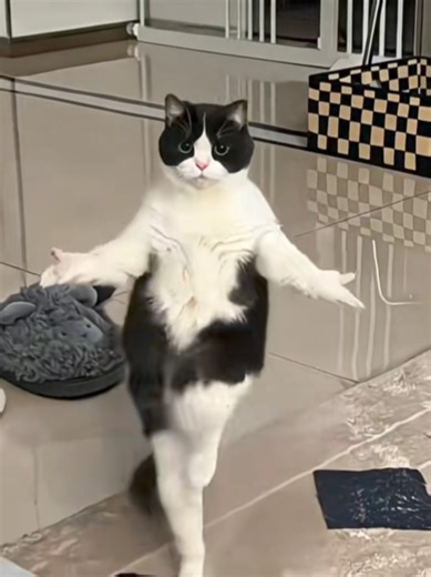 خالي ها ها ها #trend #treanding #الصين #chaina #2026