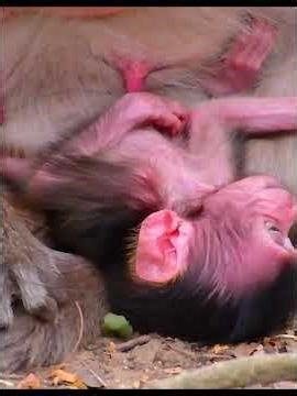 Natural life Of Baby Monkey With Old Mom #babymonkeys #animallife