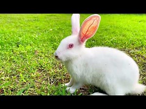 Beautiful Animal Sounds (Rabbit) | Rabbit Sounds Effects #rabbit