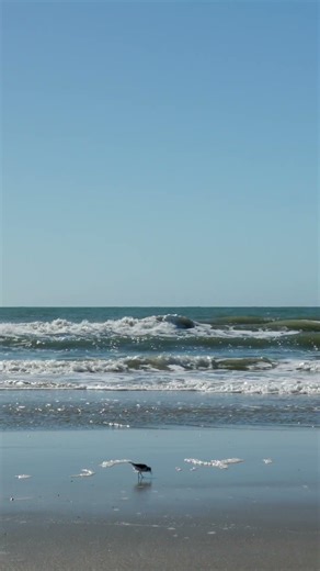 Two Little Birds on the Beach