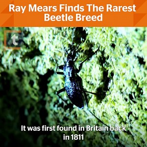 Ray Mears go to Dartmoor on the hunt for the rarest beetle in the wild. | Together TV