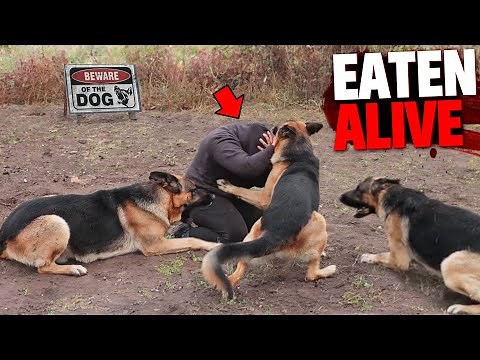 These 3 People Were EATEN ALIVE By Dangerous Dog Breeds!