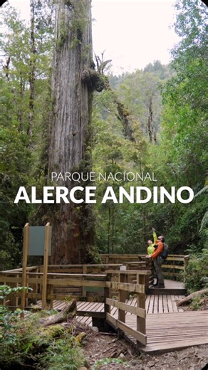 🇨🇱 Ruta de los Parques on Instagram: "El Parque Nacional Alerce Andino es la puerta norte de la Ruta de los Parques de la Patagonia. Ubicado en la comuna de Puerto Montt, alberga milenarios alerces, paredes de granito que rodean a más de medio centenar de lagunas de un ecosistema catalogado como Reserva de la Biósfera de los Bosques Templados Lluviosos de los Andes Australes. Esta ecorregión se mantuvo aislada del hielo que cubrió la zona hace 12 mil años, conformando bosques que hoy son un íc