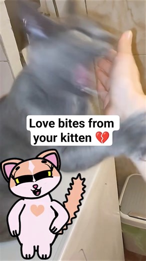 Kitten bites while petting — is it normal? 😵 #cats#kitten #catbehavior#catlover#petfacts #funnycats