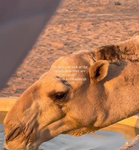 ‎Ta’ib ( طیب )‎ | Camels have oval-shaped red blood cells, unlike the round cells found in most mammals. These special cells allow their blood to continue... | Instagram