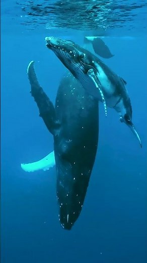 Las crías de ballena jorobada aprenden a cantar junto a sus madres 🐋🎶