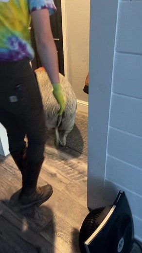 Hoof and Teeth Care for California Pig | Pig Grooming Routine