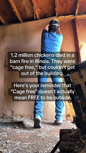 Read that again, … Meanwhile I’ll be over here repurposing this old building into a chicken coop so we can add more pastured-raised hens to our flock. They get to enjoy the majority of their life, roaming the farm the way God intended. #fa#farmlifec#echoacresn#knowyourfooda#pastureraisedh#chickeneggsa#makingfoodgreatagain