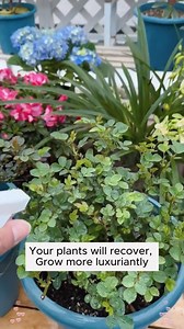Tips to effectively kill insects #backyardgardening #gardeninglife #vegetablegardening #vegetablegarden #gardeningtips #gardeninglove #organicgardening #gardensofinstagram #gardenideas #urbangardening #gardeningistherapy #gardeninggoals #homegardening #gardeninspiration #lovegardening #gardeningisfun #countrygarden #veggiegarden #happygardening | Pro Gardening