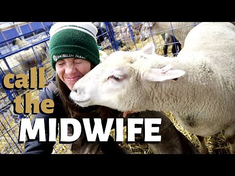 Delivering BACKWARD & STILLBORN lambs: Vlog 207