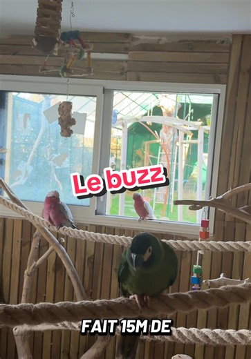 Sacrifices derrière le succès sur les réseaux sociaux