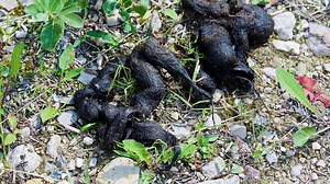 A Field Guide to Identifying Wild Animal Scat in North America