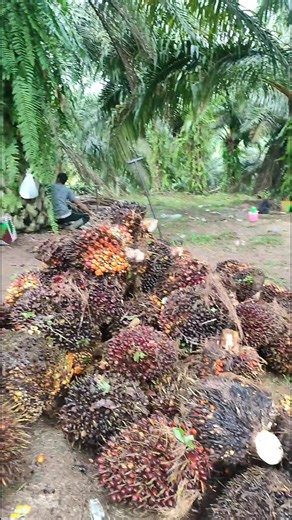 #muatsawit #sawit #supir #kerjo #kalimantan