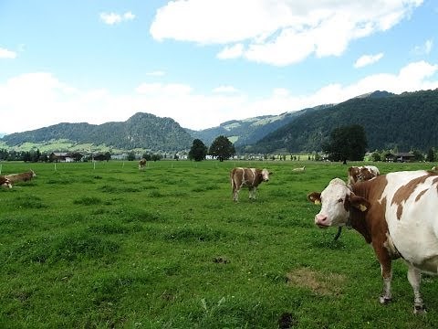 Bio-Bergbauernfamilie Hallbrucker aus der Region Kaiserwinkl in Tirol