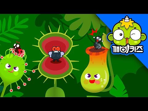 식충식물송 🌿🦟 "파리지옥! 끈끈이주걱!" 벌레 잡는 신기한 식물 노래 | 깨비키즈